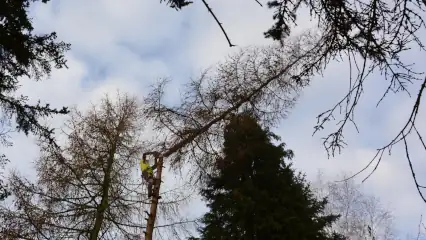 Úprava stromů